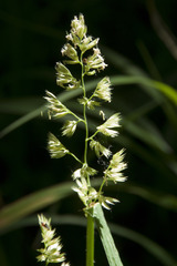 Dactylis glomerata lobata