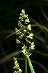 Dactylis glomerata lobata