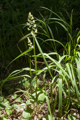 Dactylis glomerata lobata