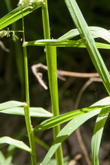 Dactylis glomerata lobata