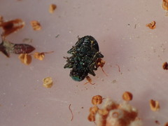 Colaspidea smaragdula