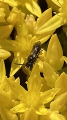 Hylaeus communis