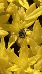 Hylaeus communis