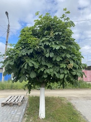 Aesculus hippocastanum