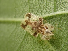 Corythucha juglandis