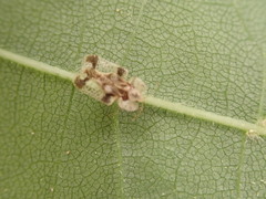 Corythucha juglandis