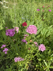 Dianthus barbatus