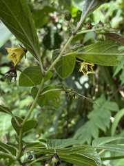 Capsicum geminifolium