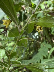 Capsicum geminifolium
