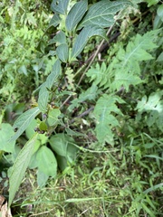 Capsicum geminifolium