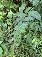 Capsicum geminifolium