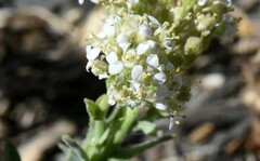 Lepidium appelianum