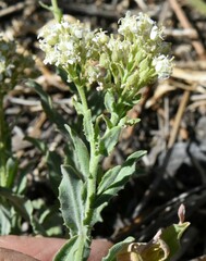 Lepidium appelianum