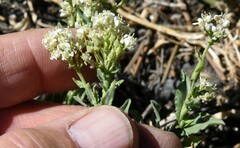 Lepidium appelianum