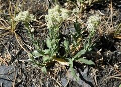 Lepidium appelianum