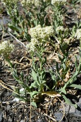 Lepidium appelianum