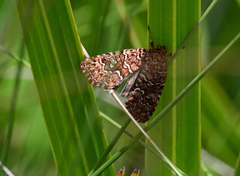 Callopistria granitosa