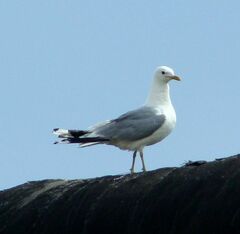Larus canus