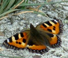 Aglais urticae