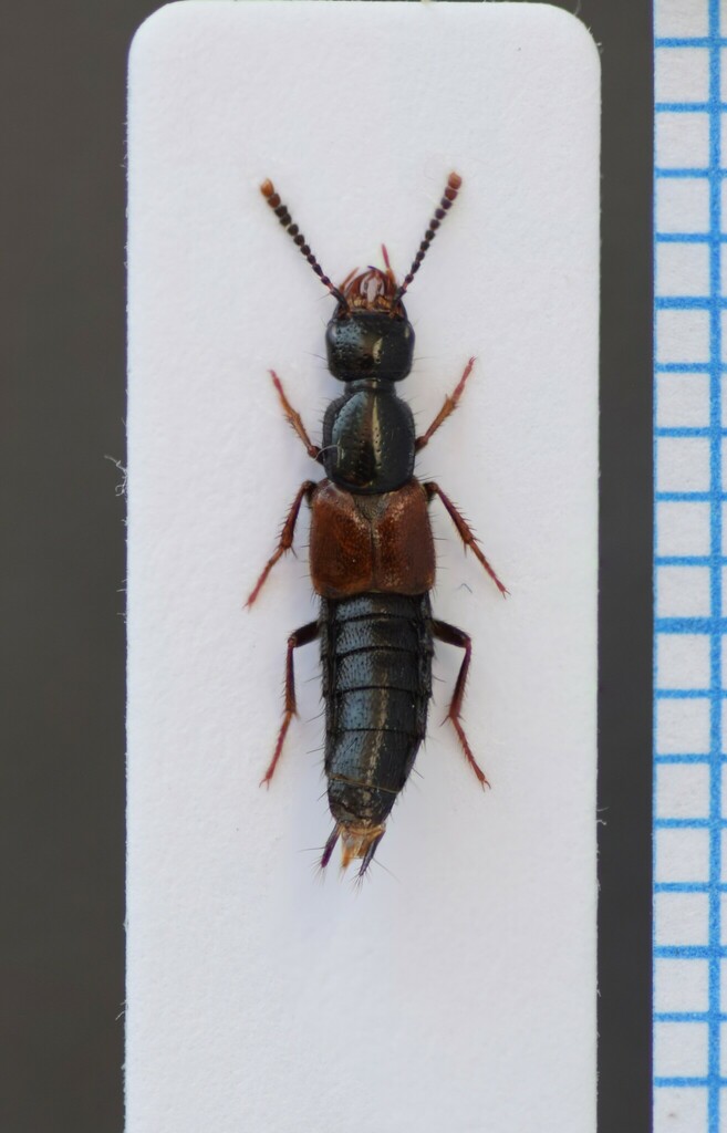 Hesperus rufipennis