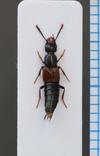 Hesperus rufipennis