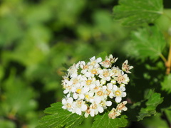Physocarpus monogynus