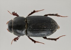 Paracoptochirus singularis