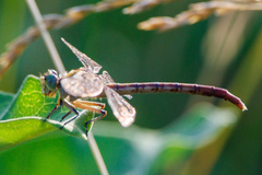 Arigomphus submedianus