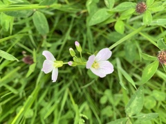 Cardamine pratensis