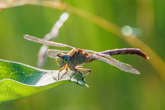 Arigomphus submedianus