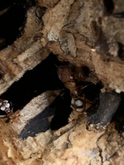 Cephalotes umbraculatus