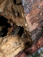 Cephalotes umbraculatus