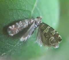 Epinotia tedella