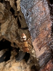 Cephalotes umbraculatus