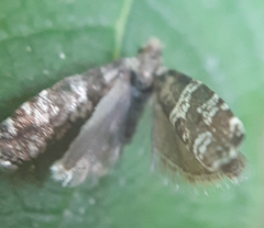 Epinotia tedella