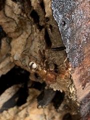 Cephalotes umbraculatus