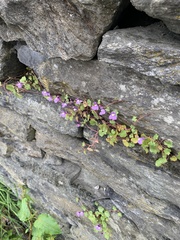 Cymbalaria muralis
