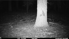 Glaucomys oregonensis