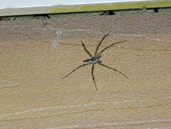 Dolomedes scriptus