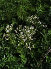 Eremogone longifolia