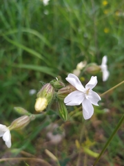 Silene latifolia
