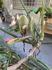 Philodendron pedatum