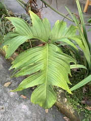 Philodendron pedatum