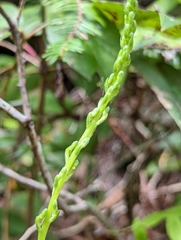 Platanthera unalascensis