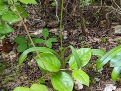 Platanthera unalascensis