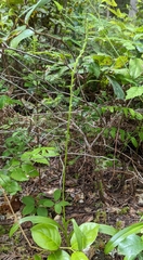Platanthera unalascensis