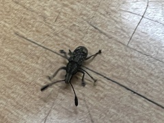 Rawasia ritsemae