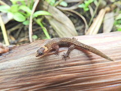 Lepidoblepharis sanctaemartae