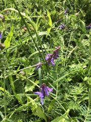 Vicia tenuifolia