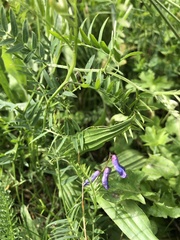 Vicia tenuifolia